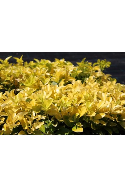 Бруслина японська Ел Дорадо